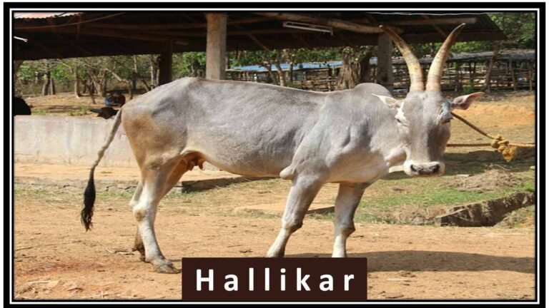 Indian Cattle Breeds Types Of Cows In India