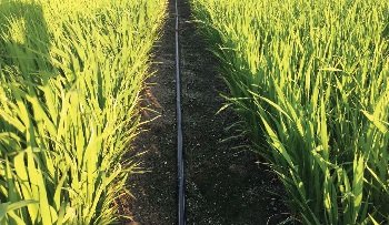 drip irrigation in paddy