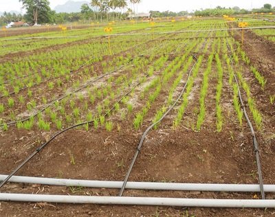 drip irrigation in rice