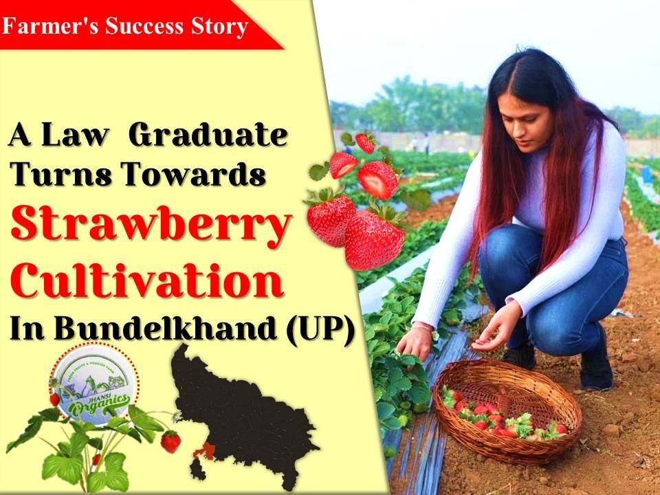 Strawberry Cultivation by Gurleen Chawla in jhansi