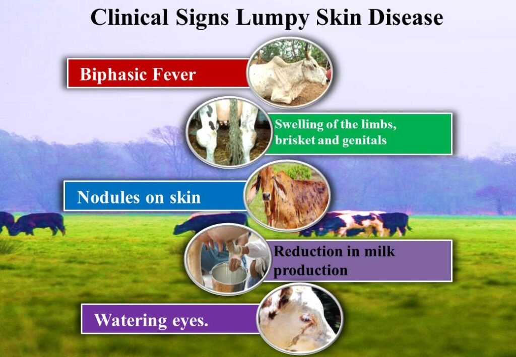 Lumpy skin Disease symptoms