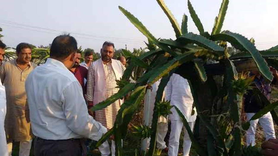 Dragon Fruit cultivation education to villagers. 