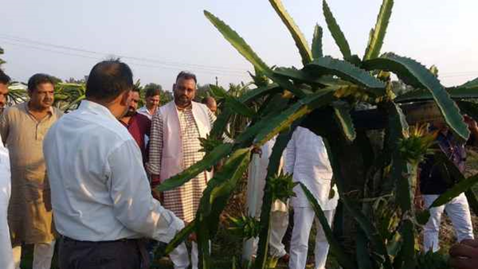 Dragon Fruit farming in India