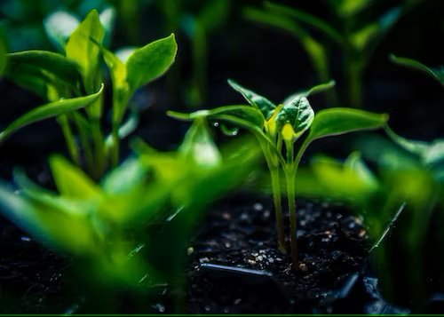 biological nitrogen improves plant growth