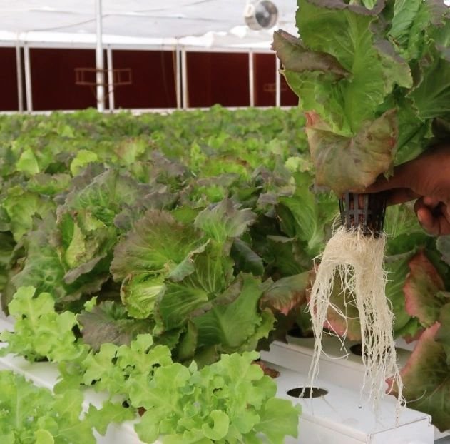 Hydroponics Startup: The Future Of Agriculture Which Can Earn You Millions