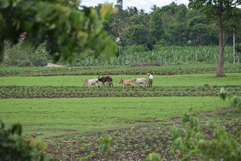 Organic Farming: Shift to Organic Farming