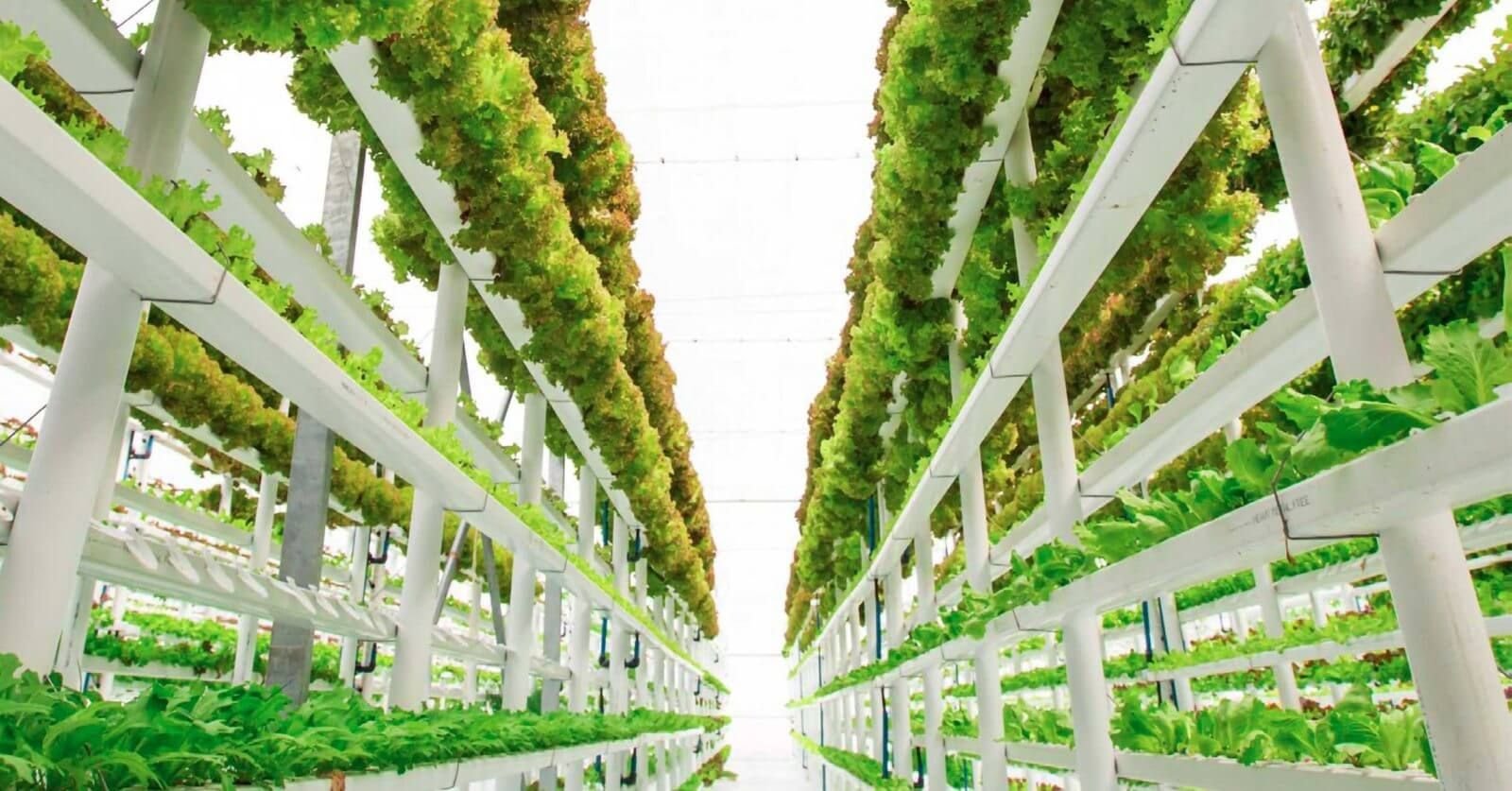 How Does Vertical Farming Work Vertical Farming at Home