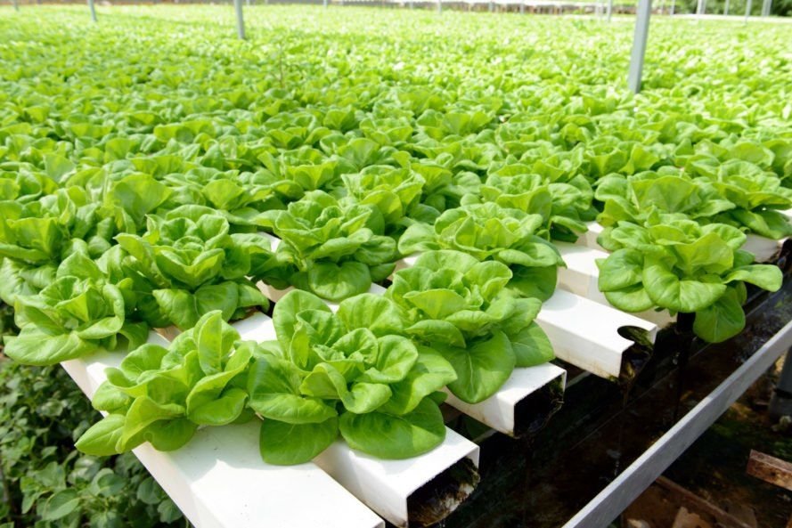 How Vertical farming works?
