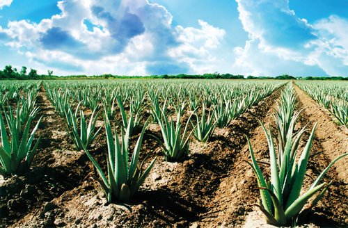 Is Aloe-vera farming profitable?