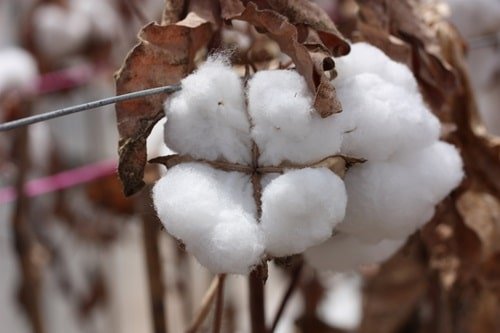 100 per cent of cotton grown in Australia is derived from the CSIRO breeding program.
Source: CSIRO