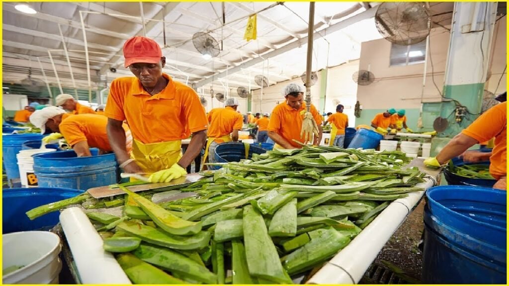 Is Aloe-vera farming profitable?