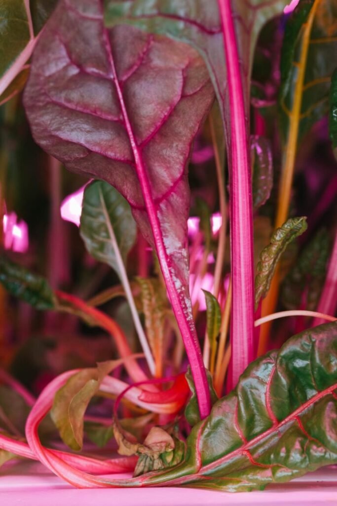 VERTICAL FARMING GEORGIA