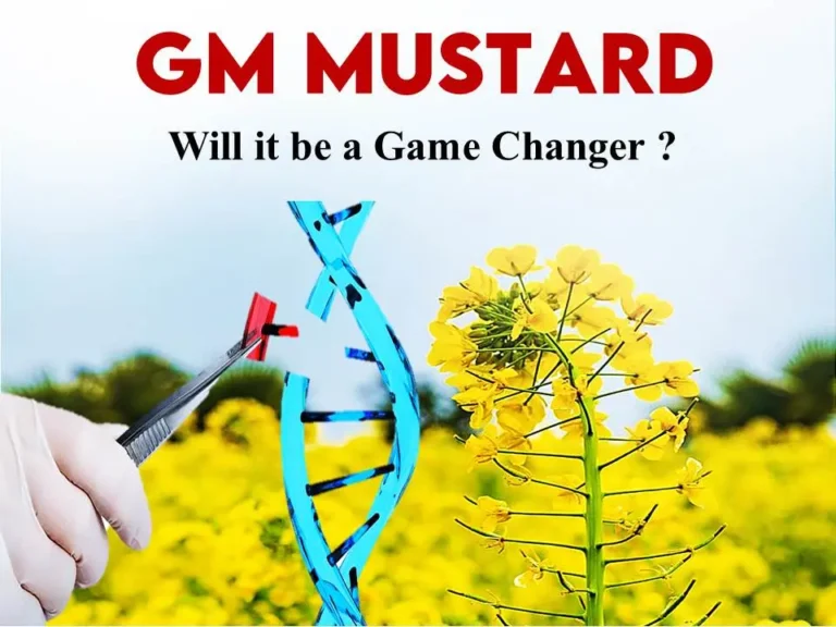 gm mustard