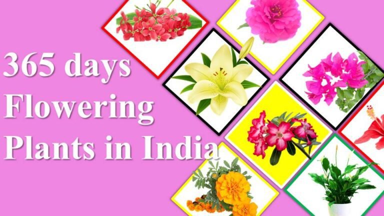 365 days Flowering Plants in India