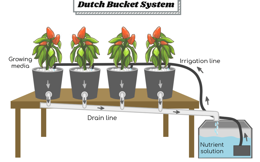 Dutch Bucket Hydroponic System edited