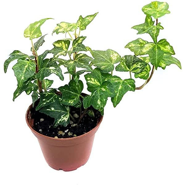 English ivy- Low light hanging plants