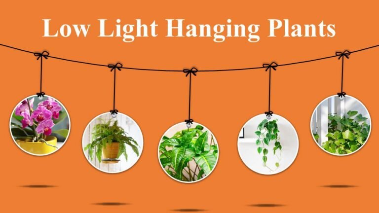 10 Low light hanging plants