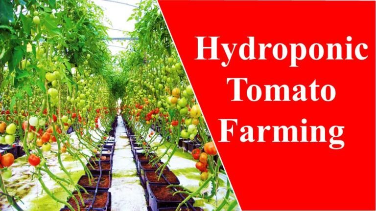 Hydroponic tomato farming