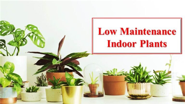 Low Maintenance Indoor Plants in India