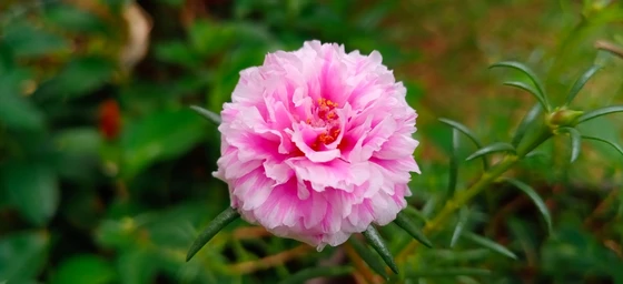 Portulaca- 365 days Flowering Plants in India | all season flowering plants in India