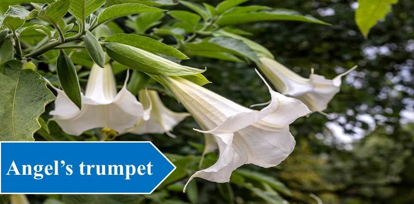 Angel’s trumpet - Night Blooming Flowers