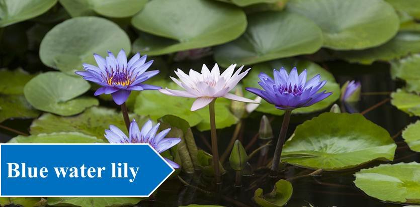 Blue water lily - Night Blooming Flowers