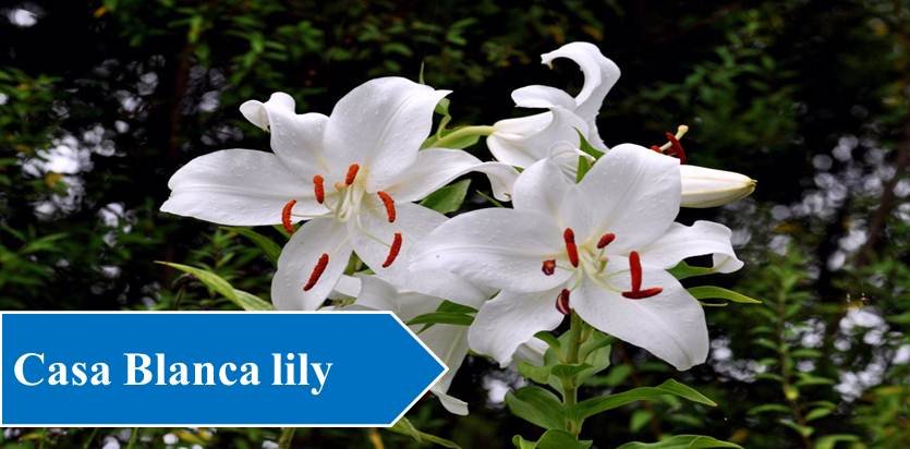 Casa Blanca lily - Night Blooming Flowers