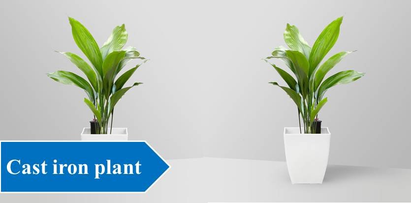 Cast iron plant - Plants For Study Table