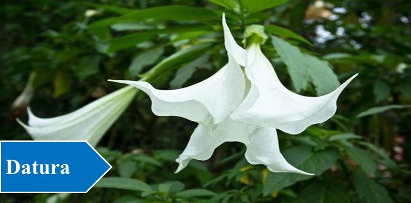 Datura - Night Blooming Flowers