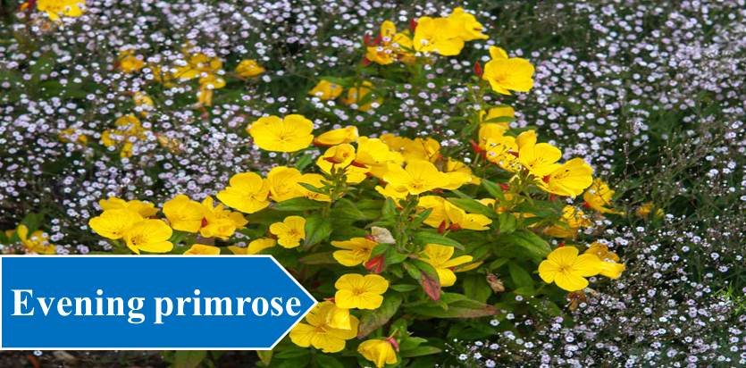 Evening primrose - Night Blooming Flowers