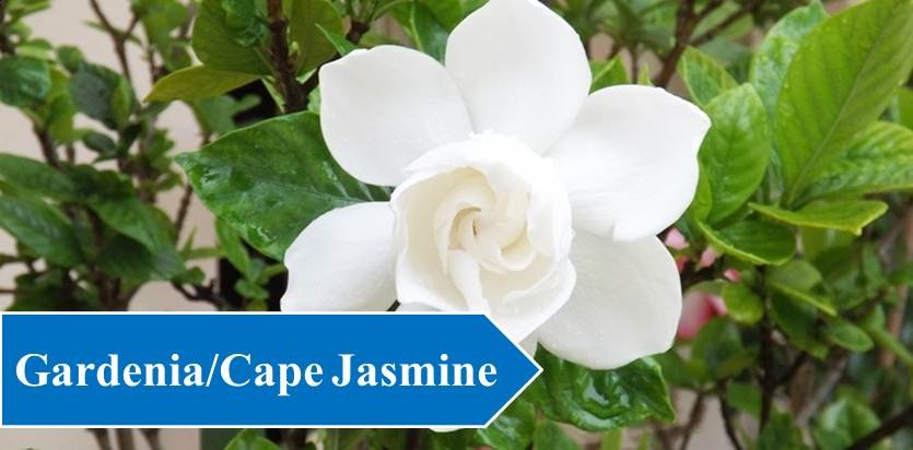 GardeniaCape Jasmine - Night Blooming Flowers