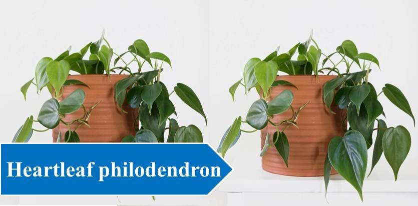 Heartleaf philodendron - Plants For Study Table