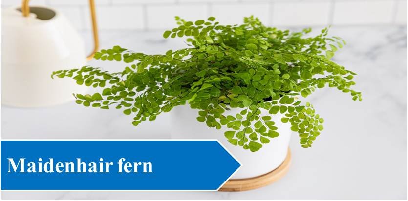 Maidenhair fern - Plants For Study Table