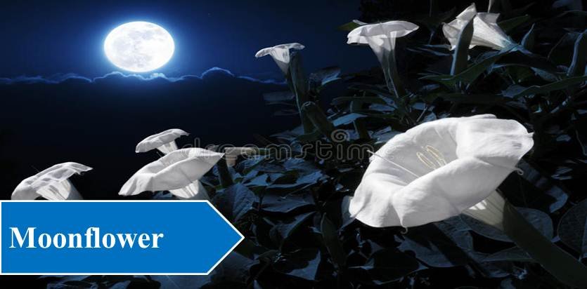 Moonflower - Night Blooming Flowers