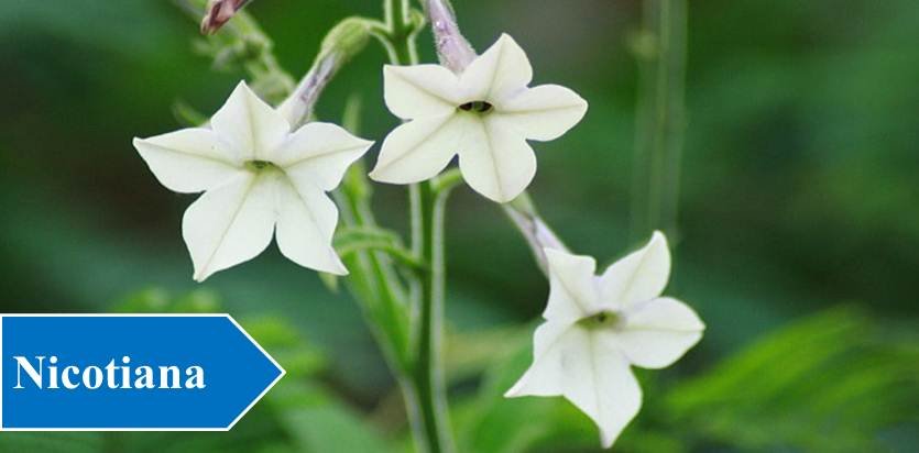 Nicotiana - Night Blooming Flowers