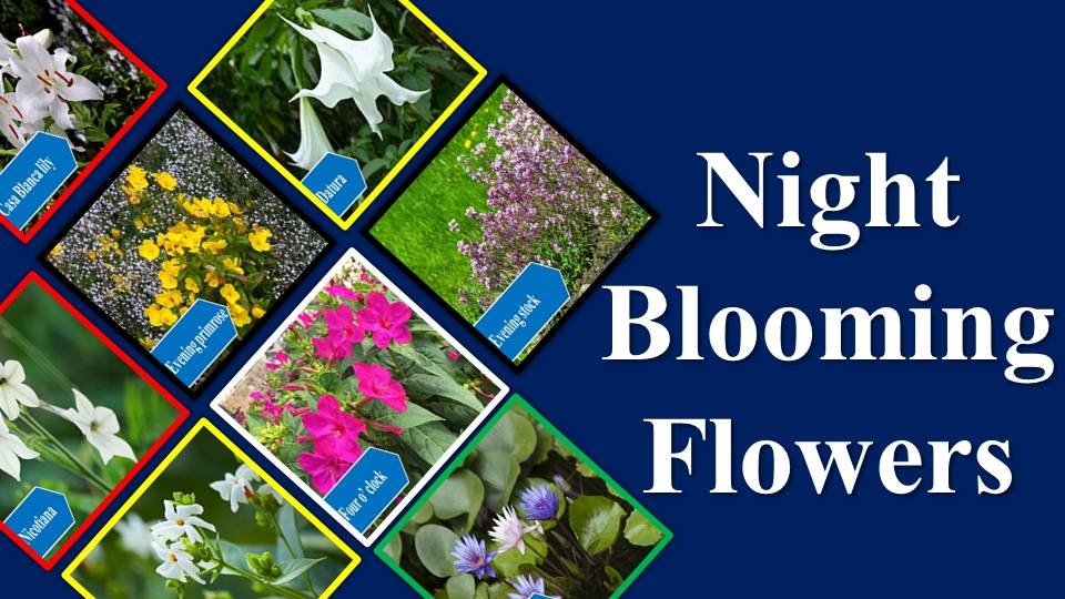 Night Blooming Flowers