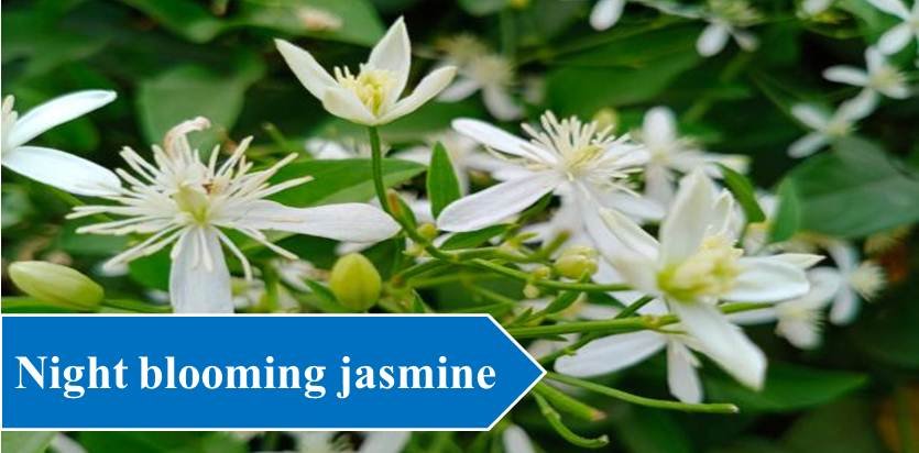 Night blooming jasmine - Night Blooming Flowers