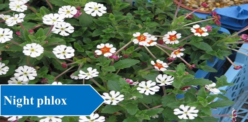 Night phlox - Night Blooming Flowers