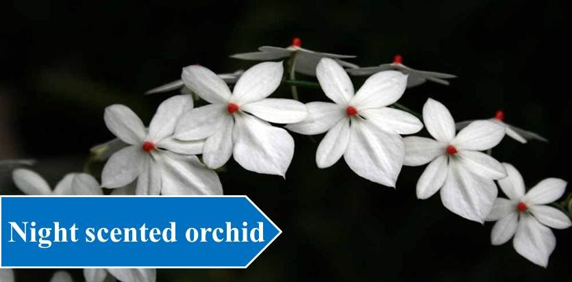 Night scented orchid - Night Blooming Flowers