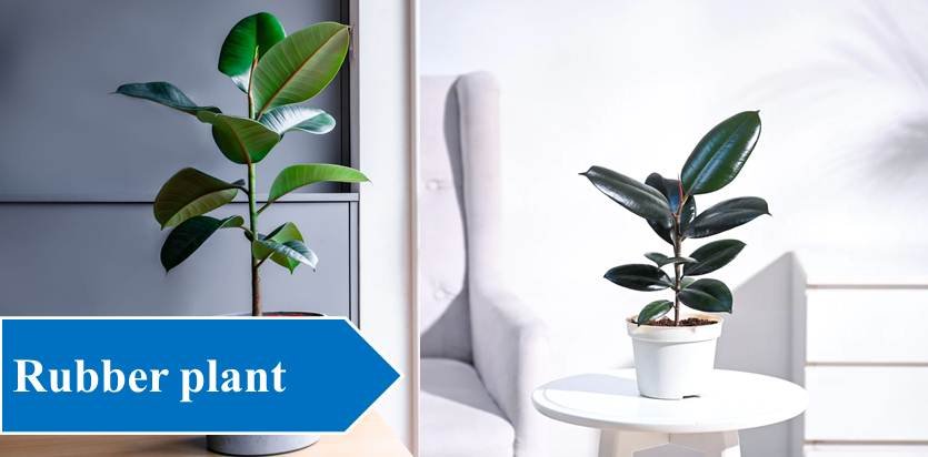 Rubber plant - Plants For Study Table