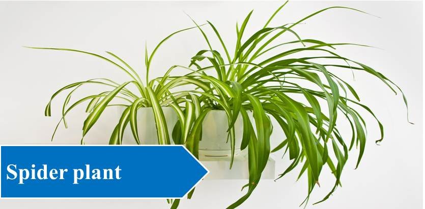 Spider plant - Plants For Study Table