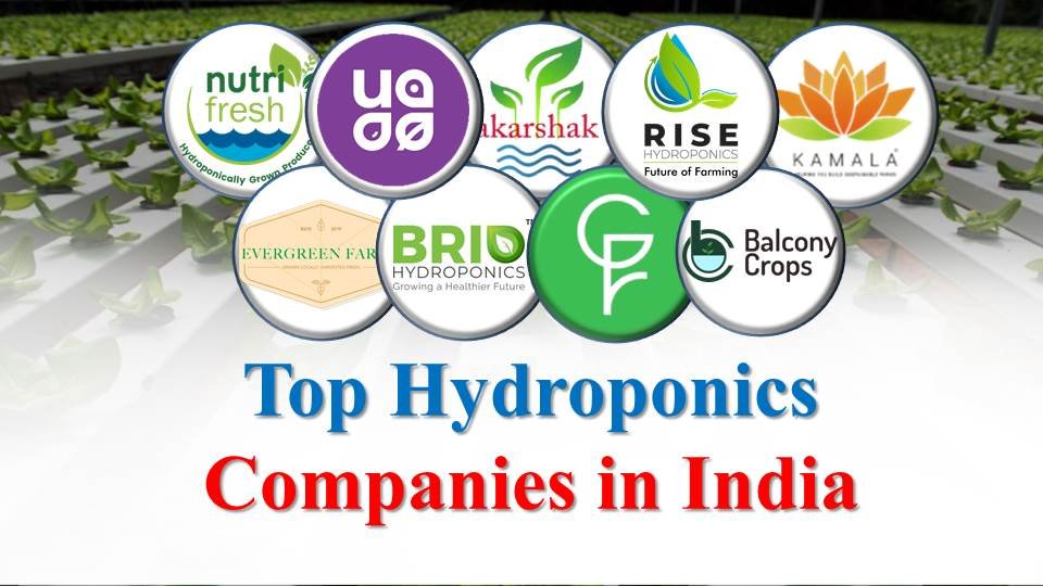 Top 10 Hydroponics Companies in India, Top Hydroponics Companies in India