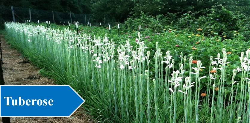 Tuberose - Night Blooming Flowers