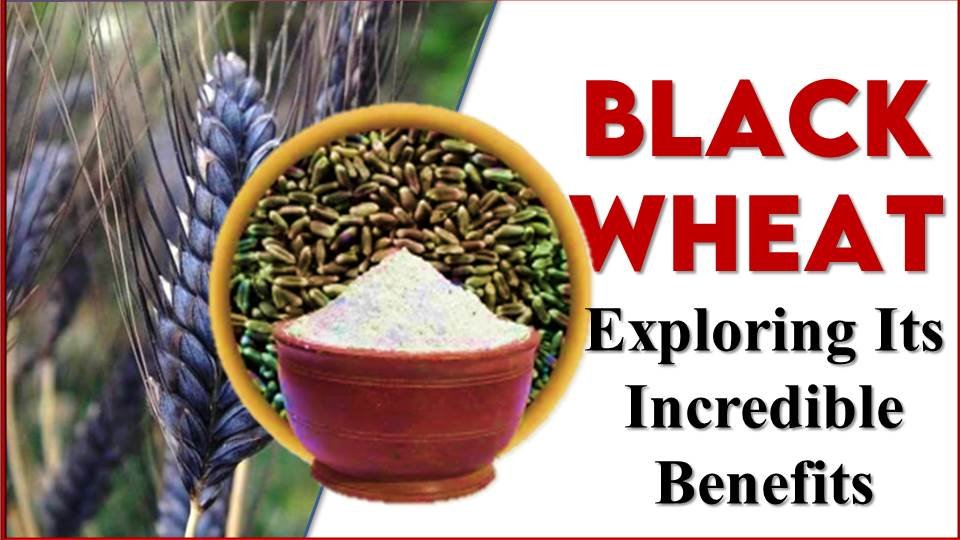 what is black wheat and its benefits