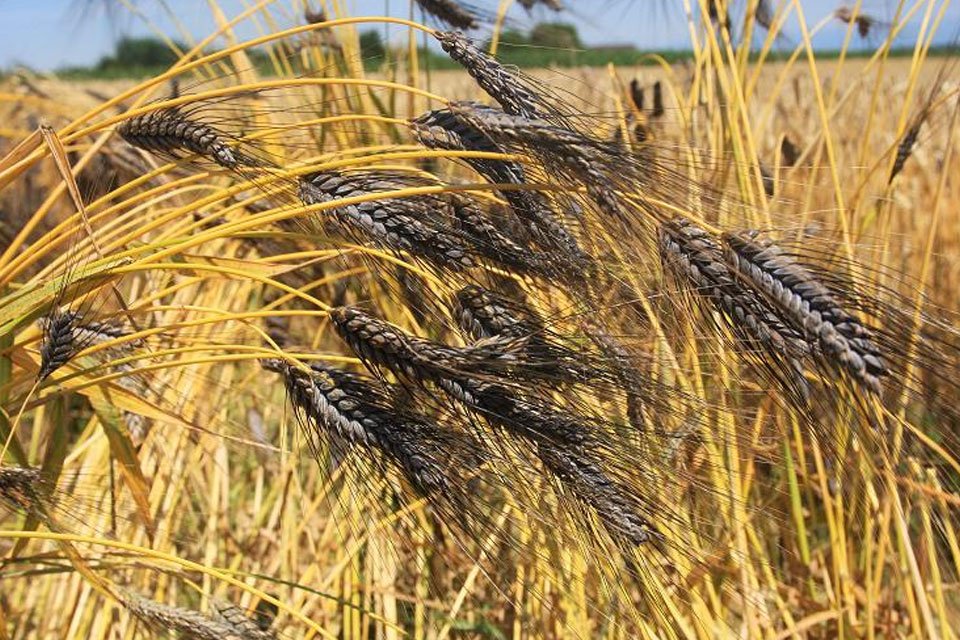 black wheat