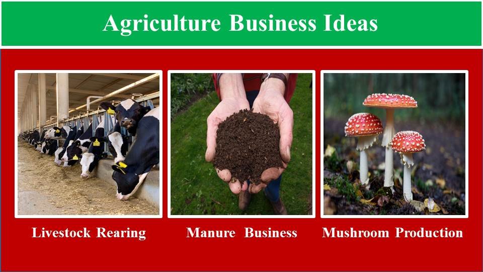 Livestock Rearing, Manure Business, Mushroom Production- Agriculture Business Ideas ,