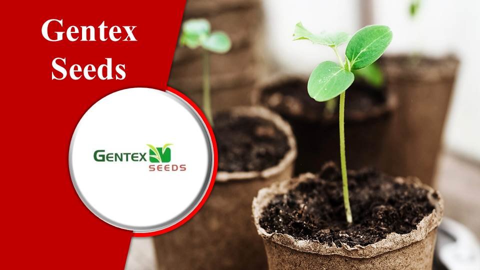 Gentex Seeds -Seed companies in India