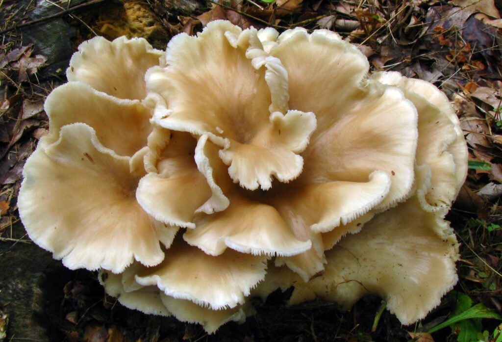 oyster mushroom