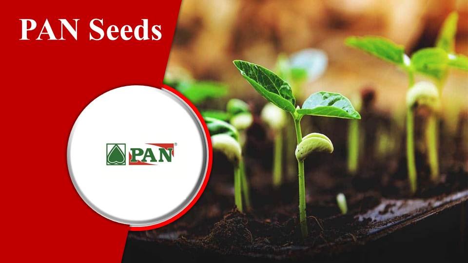 PAN Seeds- Seed companies in India