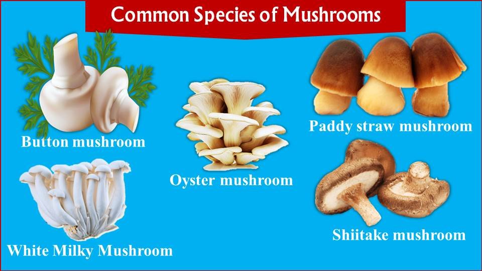 types of edible mushroom